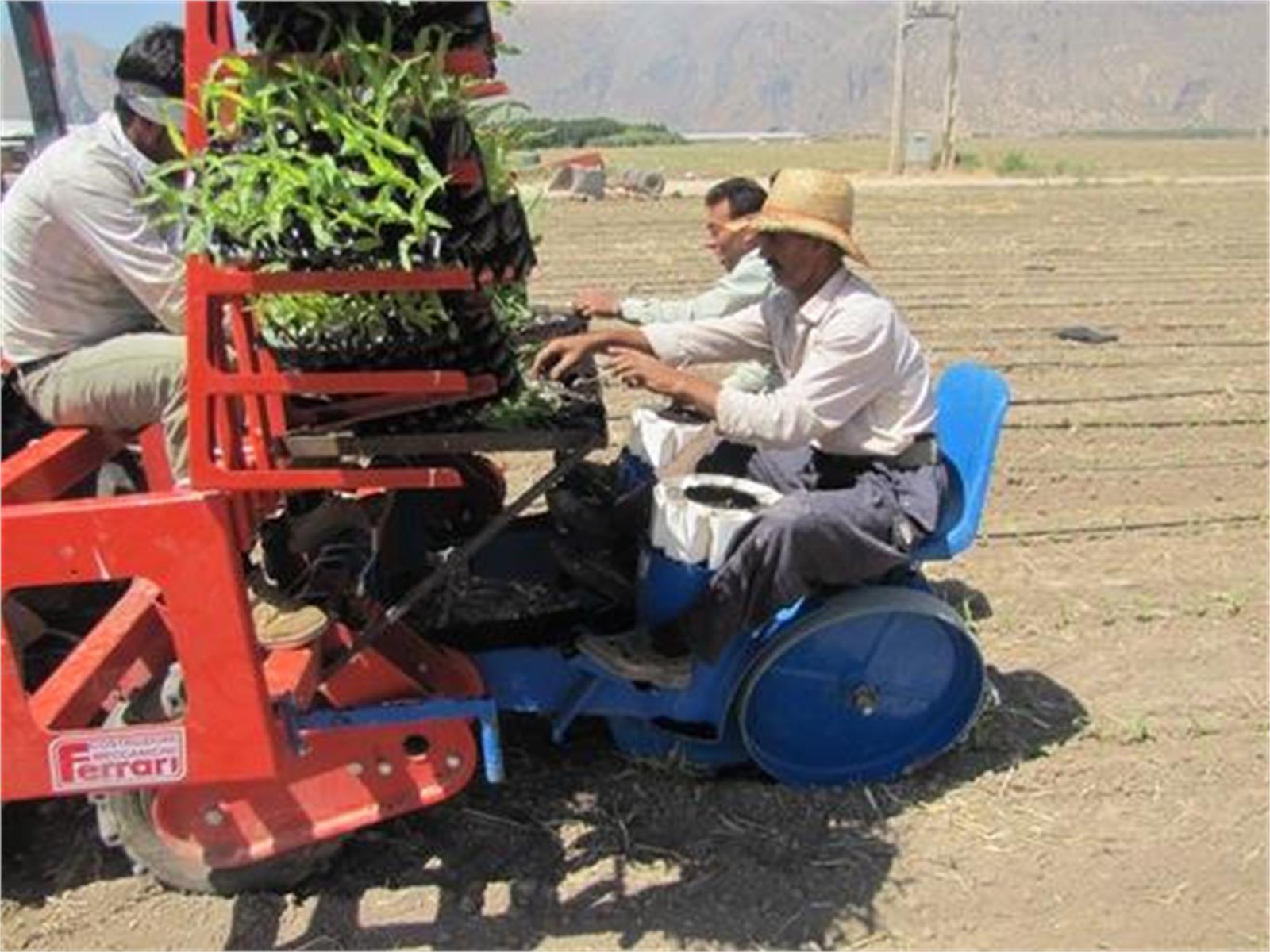 برای نخستین بار در شرق کشور؛ کشت نشایی مکانیزه ذرت اجرا شد