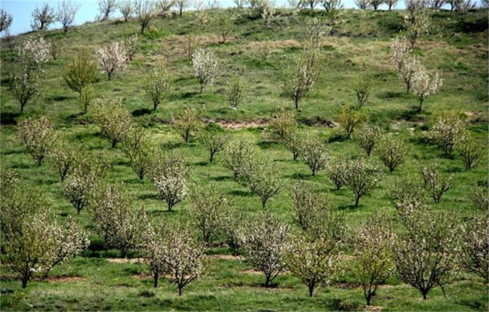 بنیاد مستضعفان دو باغ مدرن در گیلانغرب احداث می‌کند