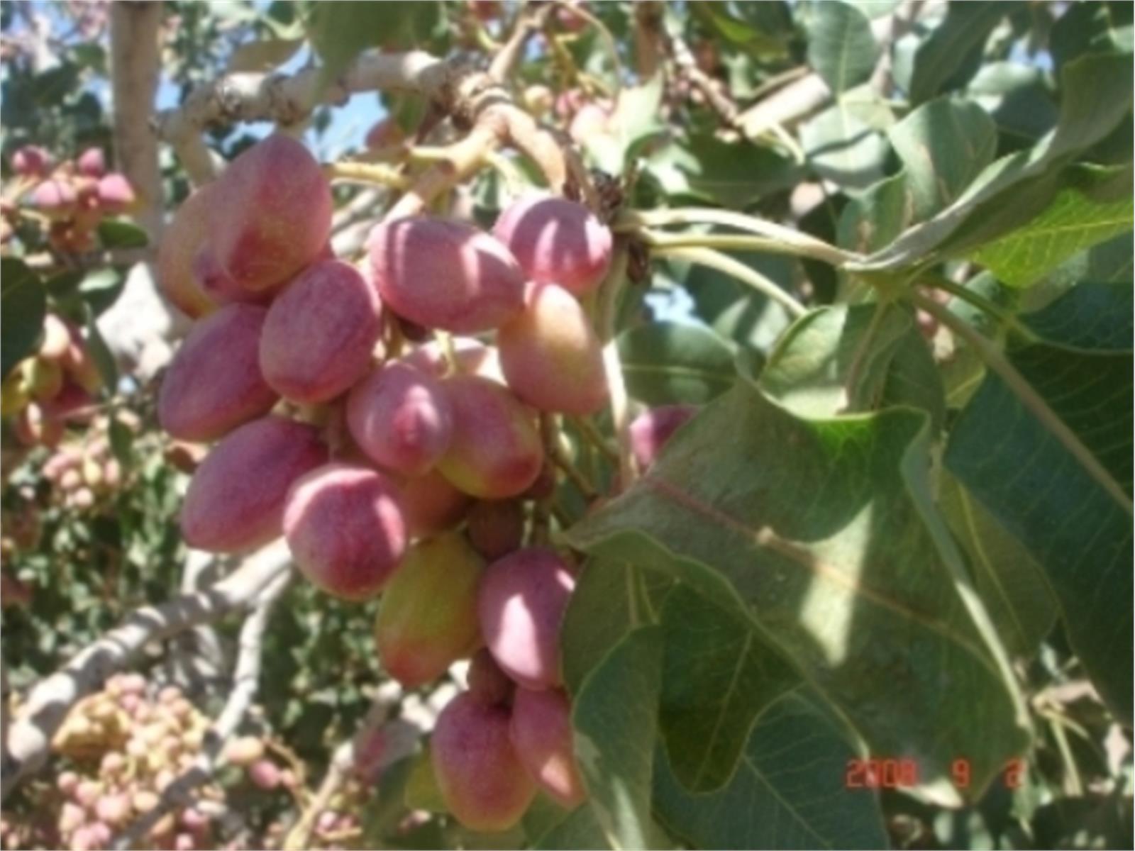 پسته "مافون" سیرجان کیفی ترین پسته ایران