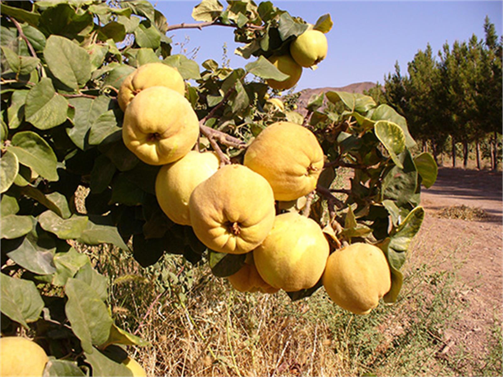 بزرگترین" باغ به " ایران از خطر خشکسالی  نجات می یابد