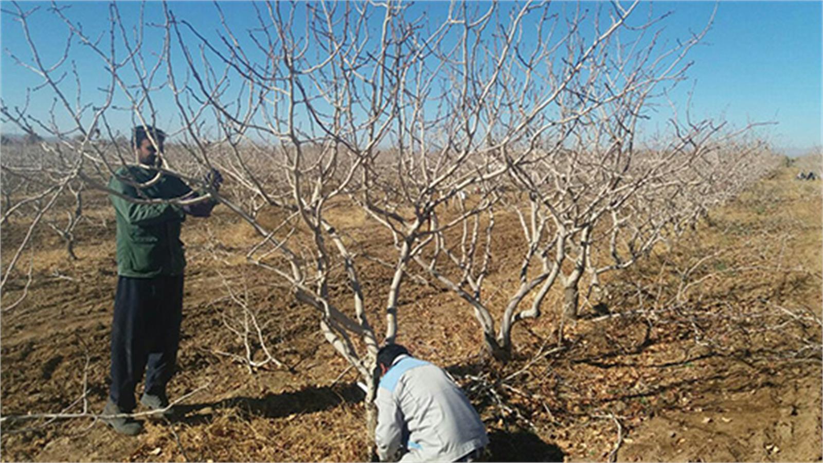 اخبار کوتاه از شرکت کشاروزی و دامپروری بینالود نیشابور