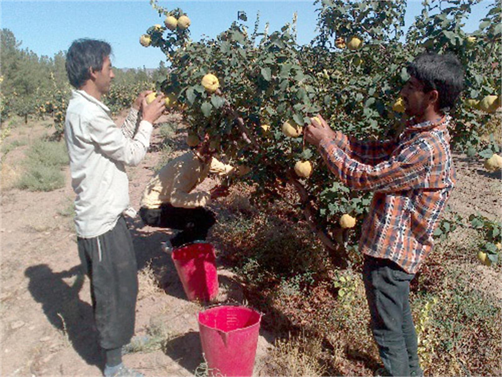 گزارش تصویری از برداشت محصول از بزرگترین باغ "به" خاورمیانه