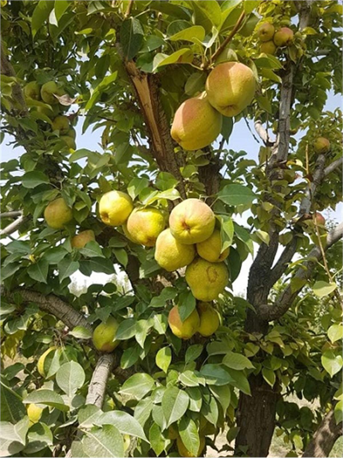 برداشت گلابی در شرکت باغداری و زراعت مشهد