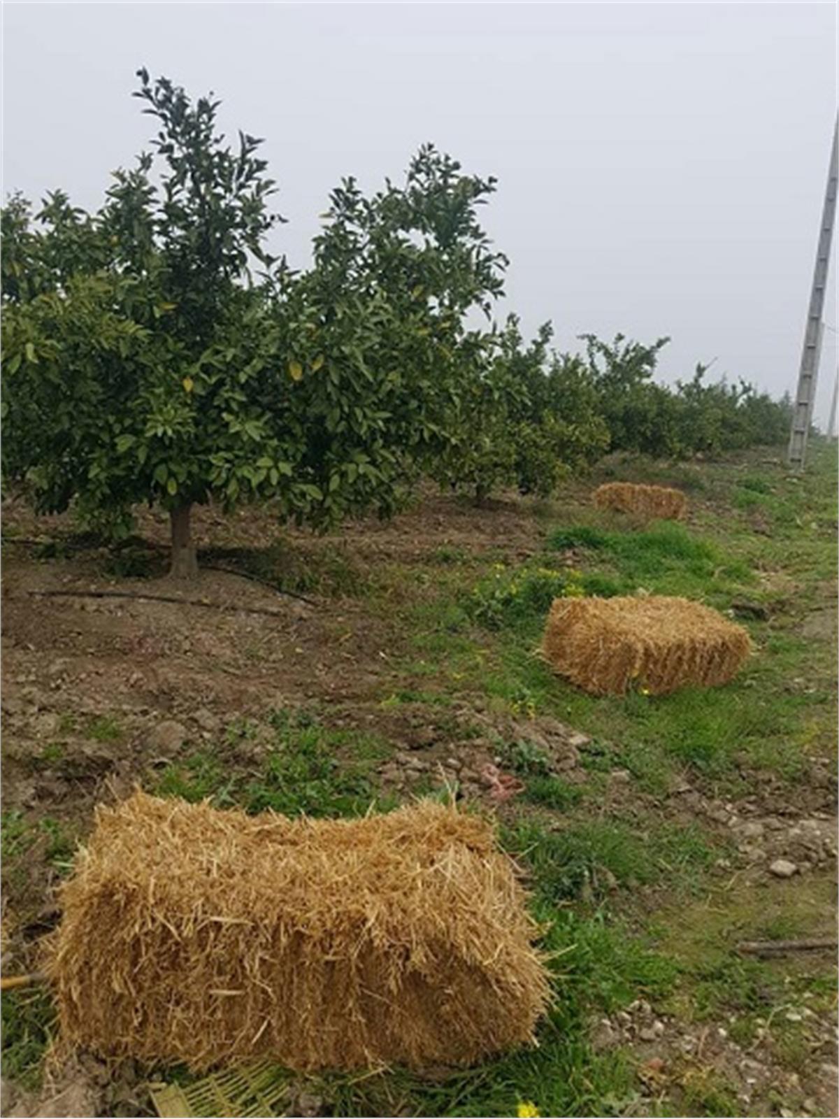 استفاده از روش پخش کاه برای جلوگیری از سرمازدگی در باغات وابسته به بنیاد مستضعفان