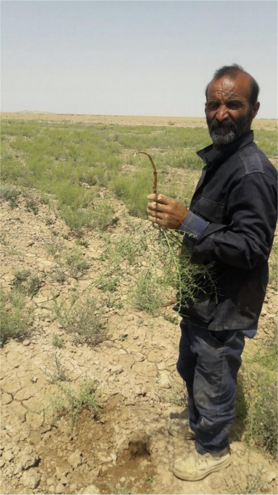 توسعه کاشت خارشتر با استفاده از بذور غنی شده در شرکت پیوند خاوران