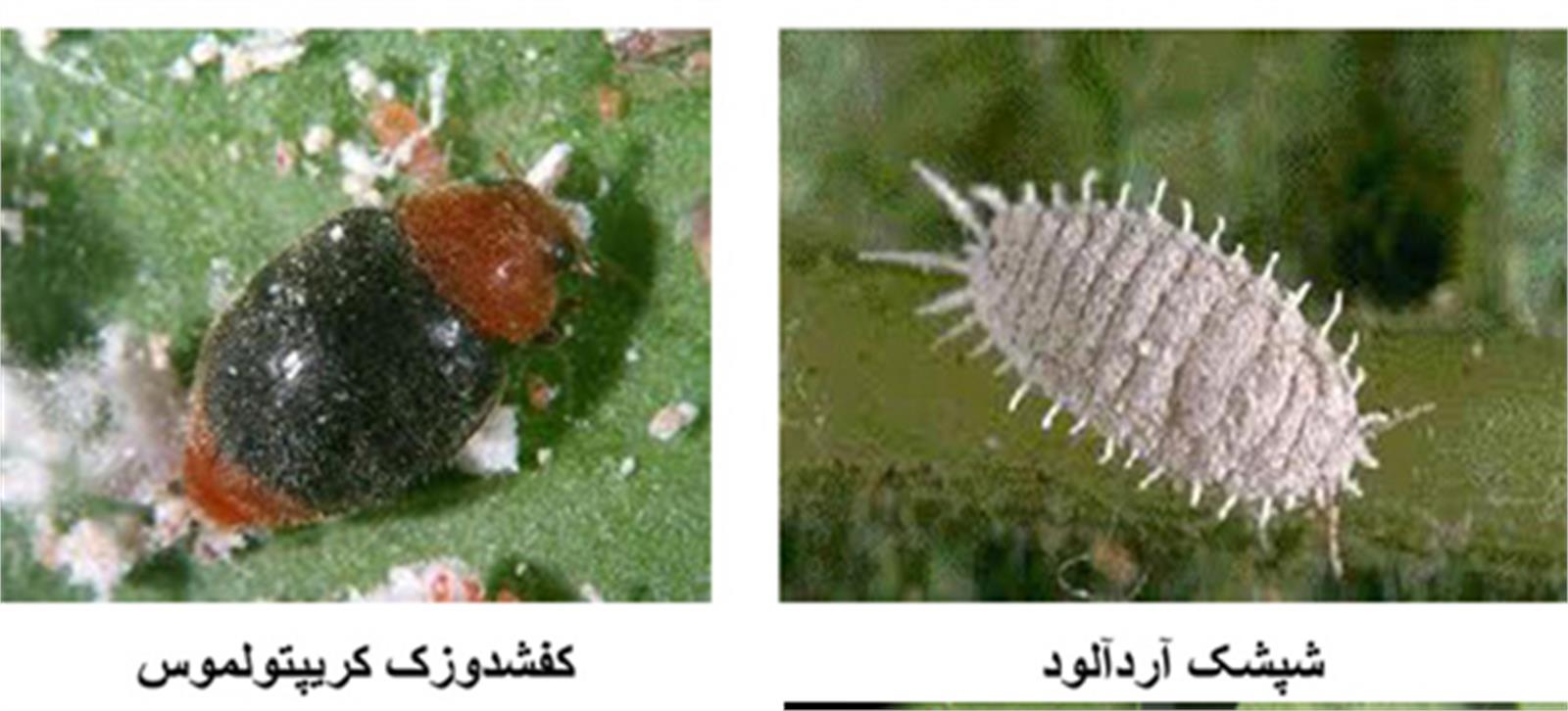 تولید و پرورش  انبوه کفشدوزک کریپتولموس در شرکت دشت ناز ساری